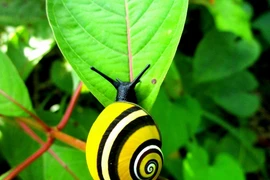Các loài ốc sên độc lạ nhất thế giới, đẹp đến ngỡ ngàng