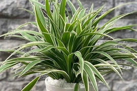 Top 10 cây cảnh giúp làm sạch không khí trong nhà theo NASA