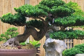 3 loại cây càng già càng có lộc, quý hơn vàng ròng