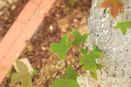 Loài cây độc lạ, lá ăn cực ngon, Hà Nội trồng nhiều