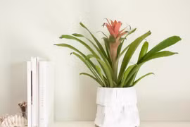 Đặt 5 loại cây này ở ‘tài vị’, ví tiền rủng rỉnh suốt năm