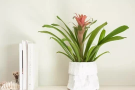 Đặt 5 loại cây này ở ‘tài vị’, ví tiền rủng rỉnh suốt năm