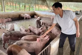 Người nông dân Tày làm kinh tế giỏi với thu nhập hàng tỷ đồng mỗi năm