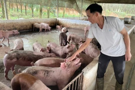 Người nông dân Tày làm kinh tế giỏi với thu nhập hàng tỷ đồng mỗi năm