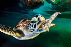 Rùa biển sống hơn 100 triệu năm, ẩn chứa nhiều bí mật kinh ngạc