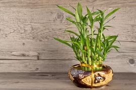 Góc vàng phong thủy đặt chậu cây giúp gia chủ hút tài lộc