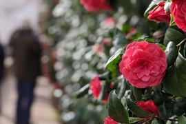 Bất ngờ loài hoa hiếm nhất thế giới, chỉ xuất hiện ở hai nơi