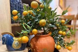 Chăm quất cảnh sau Tết đúng cách, mang sắc xuân trở lại mỗi năm