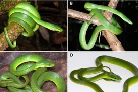 Phát hiện ‘Thanh xà Trường Sơn’, loài rắn cây mới tuyệt đẹp