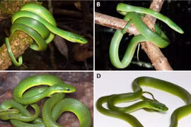 Phát hiện ‘Thanh xà Trường Sơn’, loài rắn cây mới tuyệt đẹp