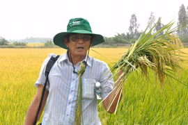 Hành trình đưa gạo Việt lên ngôi ngon nhất thế giới của AHLĐ Hồ Quang Cua