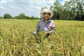 Bỏ ghế Phó Giám đốc Sở, về ruộng tạo gạo ngon nhất hành tinh