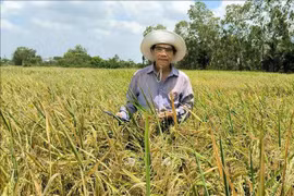 Bỏ ghế Phó Giám đốc Sở, về ruộng tạo gạo ngon nhất hành tinh