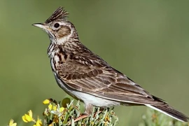 Giải mã giọng hót ma mị của chim sơn ca ‘tứ đại danh ca’