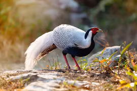 Vụ nuôi gà lôi trắng không biết là vi phạm, chuyên gia nói gì?