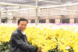 Chọn lan hồ điệp chơi Tết bền đẹp, chuyên gia mách nhìn 4 điểm quan trọng