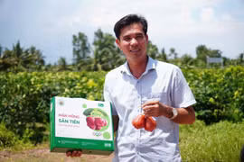 Lai tạo giống mận mới, 'nhà khoa học nông dân' thu hàng chục tỷ mỗi năm