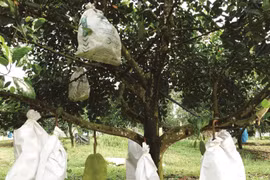 Cây "lạ", trồng trước nhà cản lộc... trồng sau nhà chủ phất