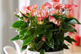 Tại sao hồng môn được ưa chuộng trong phong thủy năm mới?