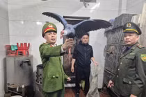 Kiểm tra đột xuất nhà hàng, phát hiện hơn 100 cá thể chim hoang dã 