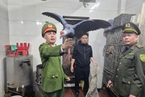 Kiểm tra đột xuất nhà hàng, phát hiện hơn 100 cá thể chim hoang dã 