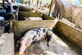 Kịp thời phát hiện, xử lý nghiêm các hành vi thu gom, vận chuyển, tiêu thụ sản phẩm động vật không đủ điều kiện vệ sinh thú y, không rõ nguồn gốc.