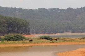 Ban QLDA Lạc Dương đấu thầu gói nạo vét hồ Đan Kia trị giá hơn 164 tỷ đồng