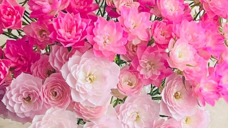 Ngỡ ngàng loài hoa hồng độc lạ, nở rộ tựa như đóa sen tí hon