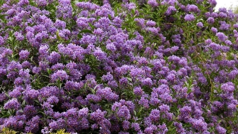 Ngỡ hoa cà, ai ngờ khoai tây Chile tím... đẹp "gây mê"