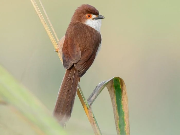 Điều đặc biệt về loài chim khướu mỏ dẹt ở Việt Nam