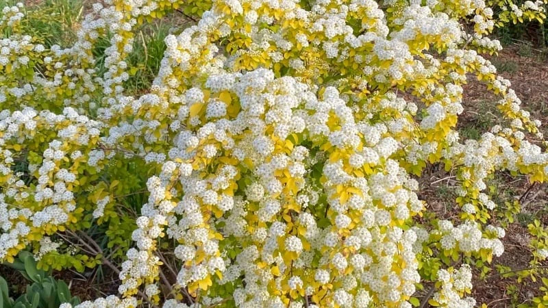 Độc lạ loài cây nở hoa như tuyết phun, chiêu may rước lộc