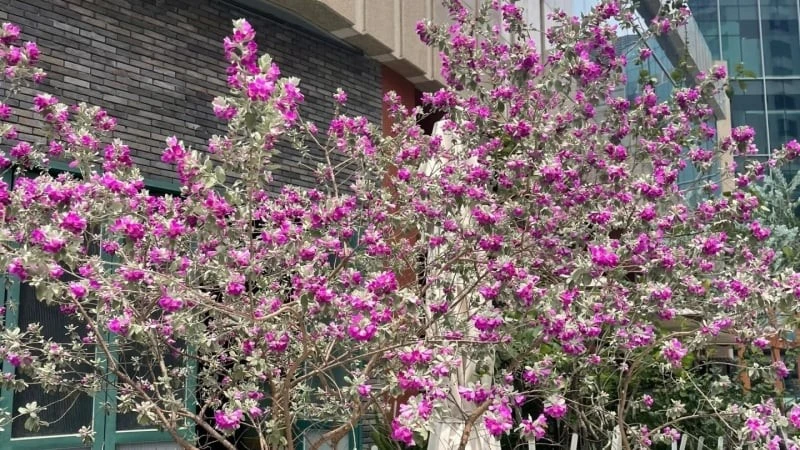 Tuyết sơn phi hồng - Cây cảnh chịu nắng, hoa nở rực mùa hè