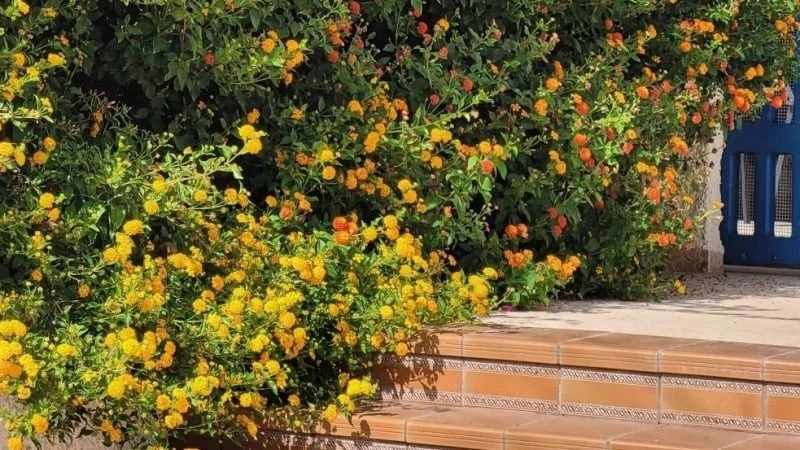 Loài cây phong thủy xua đuổi muỗi, mang ngũ phúc vào nhà