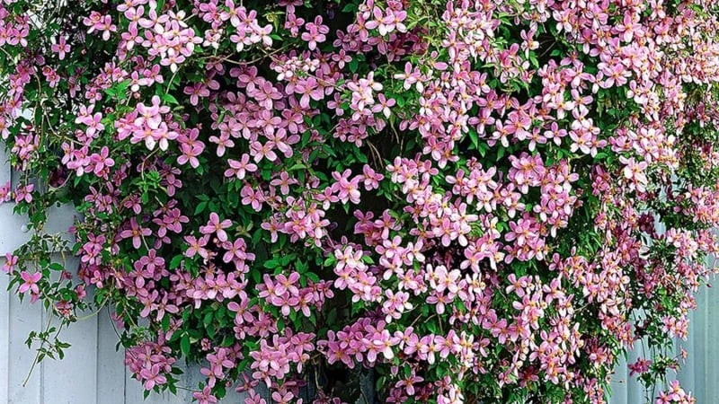 Hoa giấy đã lỗi thời, dân tình phát cuồng vì loài hoa này