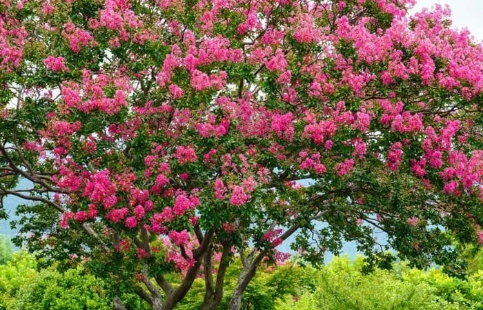 Nhà có cây ‘Tử khí Đông lai’, tài lộc đổ về cuồn cuộn