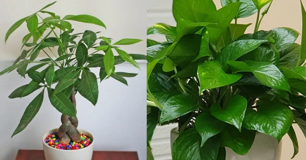 Học người Nhật trồng ngay 3 cây phong thủy hút lộc vào nhà