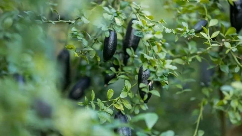 Loại cây độc lạ, quả hình ngón tay ngon tựa trứng cá muối