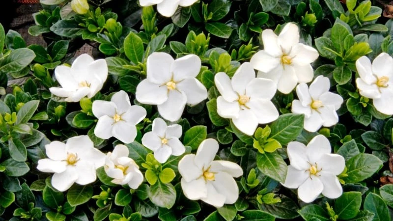 Trồng ngay cây cảnh này, tiền vào như nước, tài lộc đầy nhà