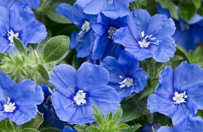 Cây cảnh chữa lành, hoa xanh tao nhã... càng ngắm càng mê