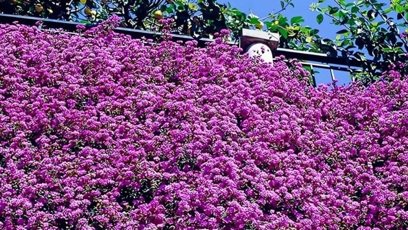 Cây cảnh siêu chịu nắng, nở hoa tím lãng mạn đẹp gây mê