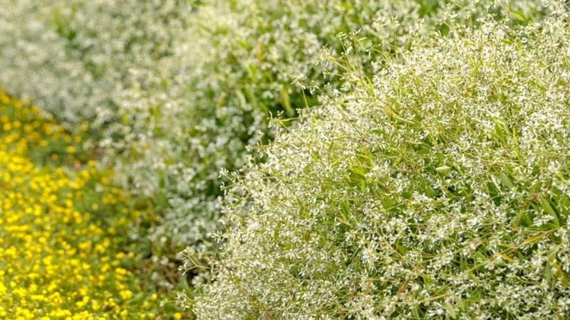 Cây cảnh đẹp như tuyết rơi mùa hè, mang đến may mắn lạ kỳ 