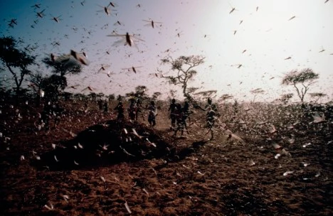 Rùng mình những đại dịch châu chấu khủng khiếp nhất TG