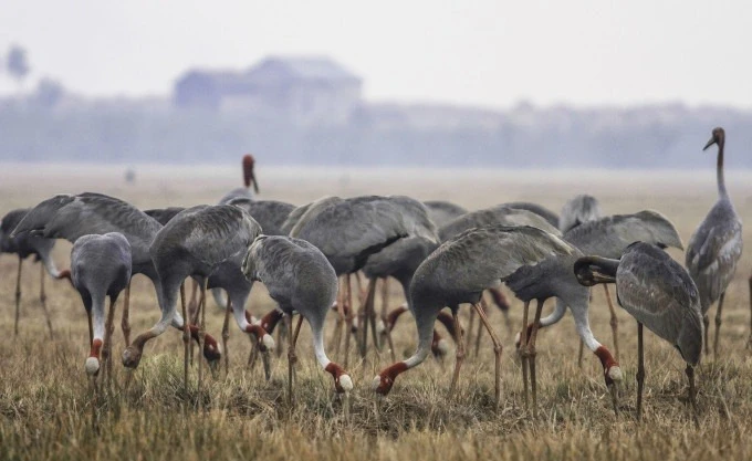 Sếu đầu đỏ lũ lượt bay về, Việt Nam bảo tồn sao? 