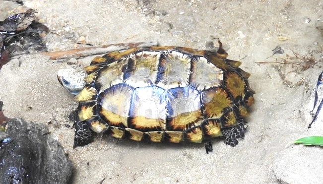 Cận cảnh rùa núi Viền siêu quý hiếm vừa xuất hiện ở Hòn Bà