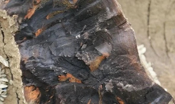 Đào được cây gỗ 40m, chuyên gia lập tức phong tỏa hiện trường 