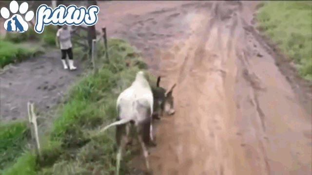 Video: Tử chiến “bò điên”, chó nhà bị húc văng lên không trung