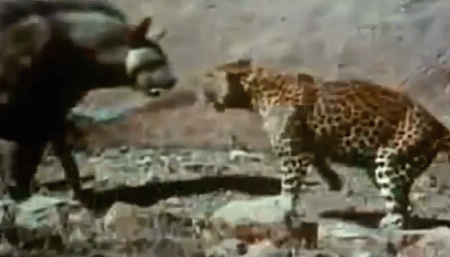 Báo hoa mai mẹ quyết định ra đòn trước mặc du đối thủ to lớn hơn nó.