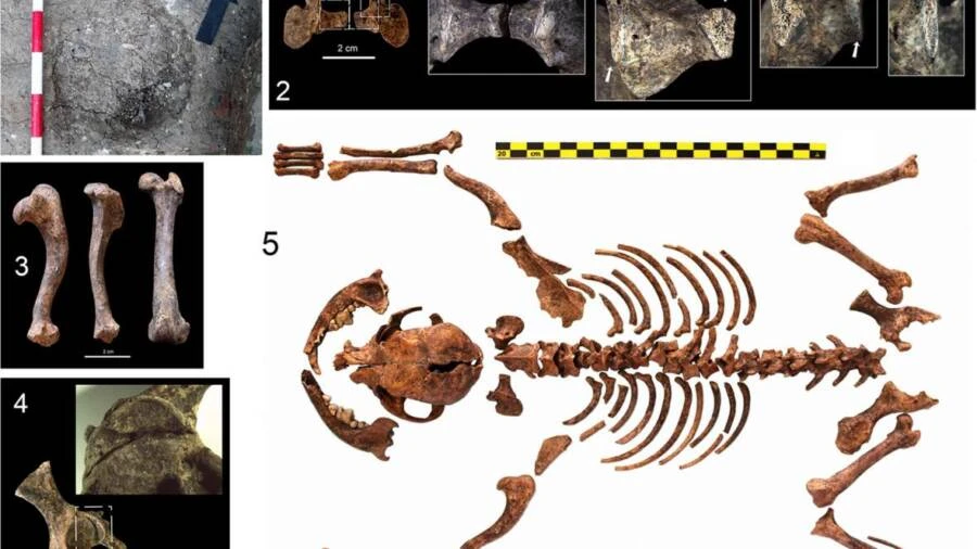 Tìm thấy thú cưng hơn 2.000 tuổi của người La Mã 