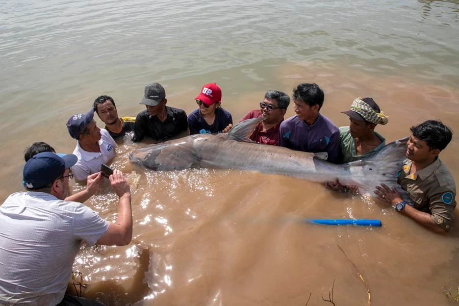 Phát hiện 6 con cá tra dầu khổng lồ hiếm gặp ở sông Mekong