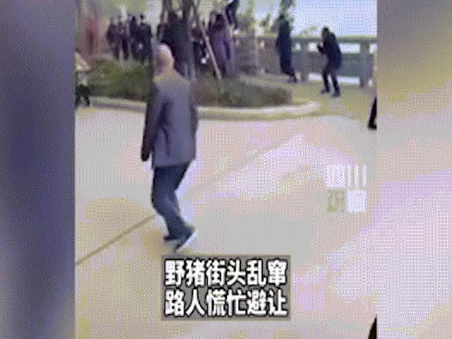 Video: Lợn rừng hung hãn thình lình xuất hiện giữa phố